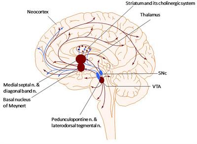 Cholinergic Receptor Modulation as a Target for Preventing Dementia in Parkinson’s Disease